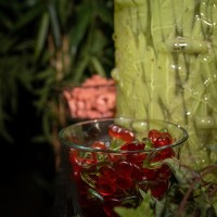 Tropical 2020 - Fotos - Acanthus