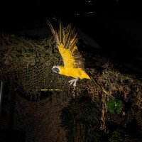 Tropical 2020 - Fotos - Acanthus