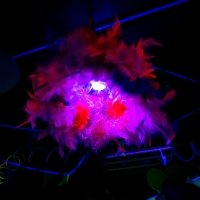 Carnaval 2022 - Photos - Acanthus