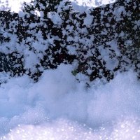Schuim Mousse 2022 - Photos - Acanthus
