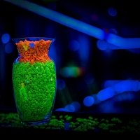Fluo 2022 - Photos - Acanthus