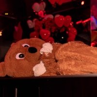 Valentine 2022 - Photos - Acanthus
