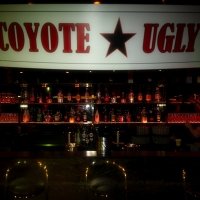 Coyote 2022 - Photos - Acanthus