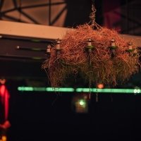 Coyote 2022 - Photos - Acanthus