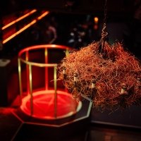 Coyote 2022 - Photos - Acanthus