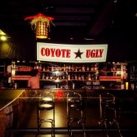 Coyote 2022 - Photos - Acanthus