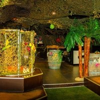 Tropical 2022 - Photos - Acanthus