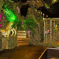 Tropical 2022 - Photos - Acanthus