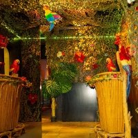 Tropical 2022 - Photos - Acanthus