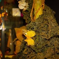 Tropical 2022 - Photos - Acanthus