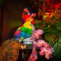 Tropical 2022 - Photos - Acanthus