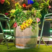 Tropical 2022 - Photos - Acanthus