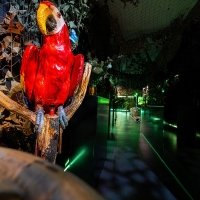 Tropical 2022 - Photos - Acanthus