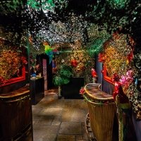 Tropical 2022 - Photos - Acanthus