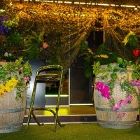 Tropical 2022 - Photos - Acanthus
