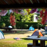 Flower Power 2022 - Photos - Acanthus