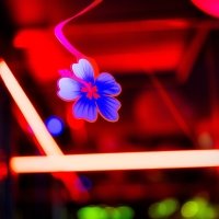 Flower Power 2022 - Photos - Acanthus