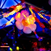 Flower Power 2022 - Photos - Acanthus