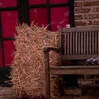 Western 2022 - Photos - Acanthus