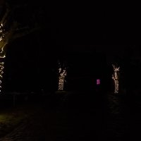 Kerst 2022 - Photos - Acanthus