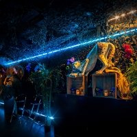 Tropical Swingsteren 2023 - Photos - Acanthus