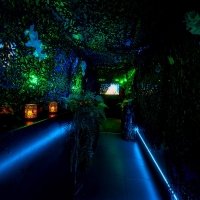 Tropical Swingsteren 2023 - Photos - Acanthus