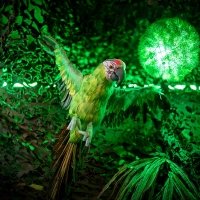Tropical Swingsteren 2023 - Photos - Acanthus