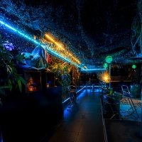 Tropical Swingsteren 2023 - Photos - Acanthus