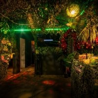 Tropical Swingsteren 2023 - Photos - Acanthus