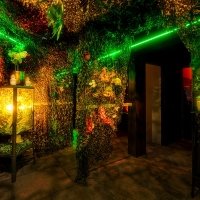 Tropical Swingsteren 2023 - Photos - Acanthus