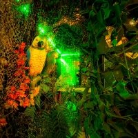 Tropical Swingsteren 2023 - Photos - Acanthus