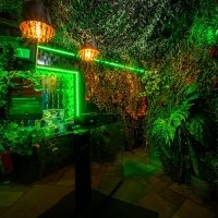 Tropical Swingsteren 2023 - Photos - Acanthus