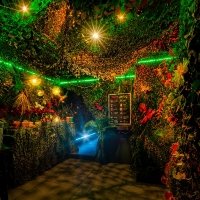 Tropical Swingsteren 2023 - Photos - Acanthus