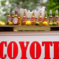 Coyote 2023 - Photos - Acanthus