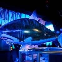 H2o 2023 - Photos - Acanthus