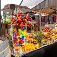 Tropical Swingsteren 2023 - Photos - Acanthus