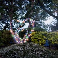 Tropical Swingsteren 2023 - Photos - Acanthus