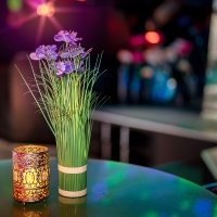 Flower Power 2023 - Photos - Acanthus