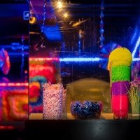 Flower Power 2023 - Photos - Acanthus