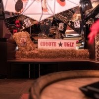 Coyote 2023 - Photos - Acanthus