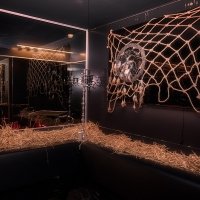 Coyote 2023 - Photos - Acanthus
