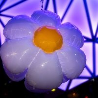 Flower Power 2024 - Fotos - Acanthus