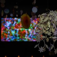 Flower Power 2024 - Fotos - Acanthus