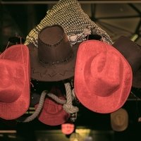 Coyote 2024 - Fotos - Acanthus