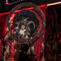 Coyote 2025 - Photos - Acanthus