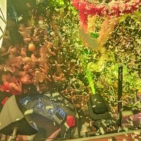 Nye 2025 - Photos - Acanthus