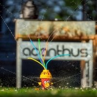 H2o 2026 - Photos - Acanthus