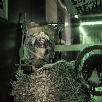 Western 2026 - Photos - Acanthus