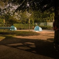 Flower Power 2026 - Photos - Acanthus