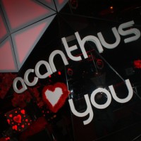 Valentine 2017 - Photos - Acanthus